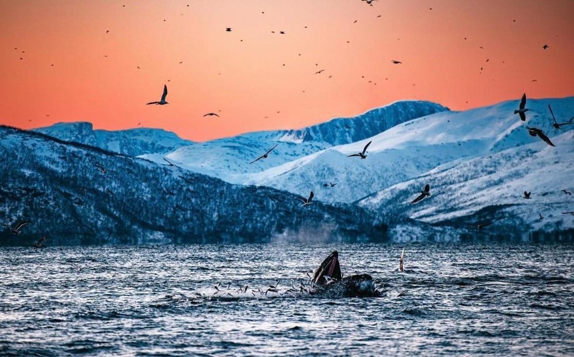 Apartament Arctic Loft Skjervoy Zewnętrze zdjęcie